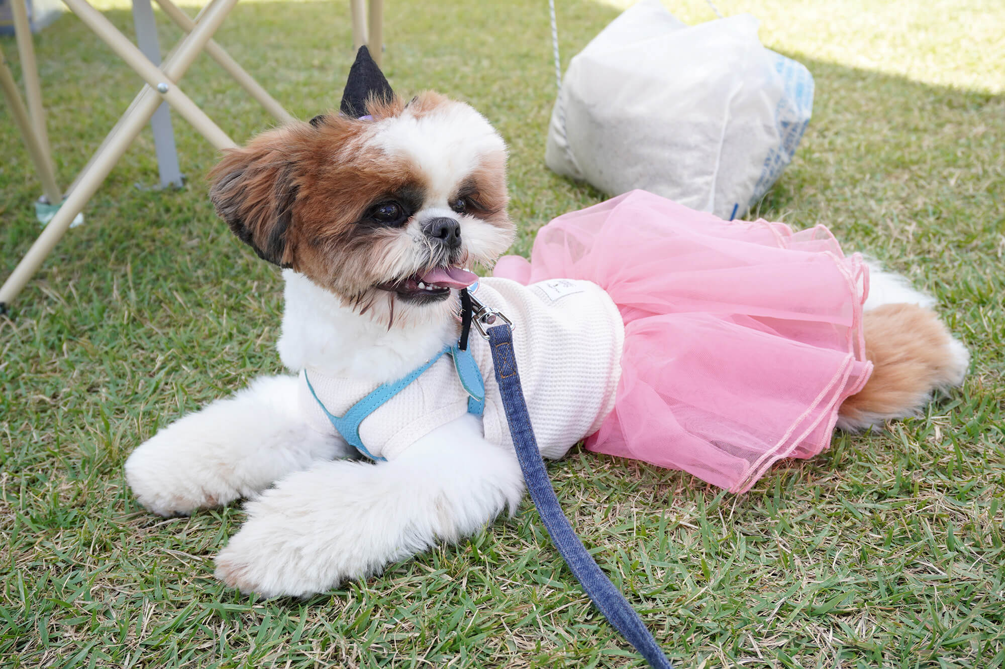 シーズー犬むった